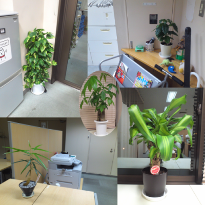 観葉植物